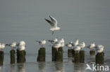 Black-headed Gull (Larus ridibundus)