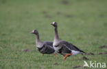 White-fronted goose (Anser albifrons)