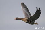 White-fronted goose (Anser albifrons)