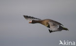 White-fronted goose (Anser albifrons)