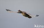 White-fronted goose (Anser albifrons)