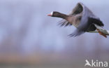 White-fronted goose (Anser albifrons)