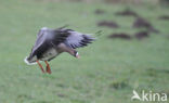 White-fronted goose (Anser albifrons)