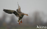 White-fronted goose (Anser albifrons)