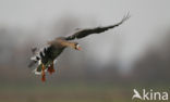 White-fronted goose (Anser albifrons)
