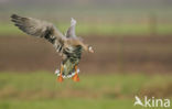 White-fronted goose (Anser albifrons)
