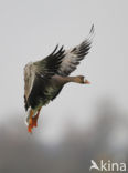 White-fronted goose (Anser albifrons)