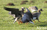 White-fronted goose (Anser albifrons)