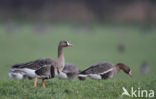 White-fronted goose (Anser albifrons)