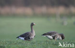 White-fronted goose (Anser albifrons)