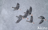 White-fronted goose (Anser albifrons)
