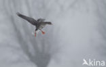 White-fronted goose (Anser albifrons)