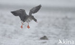 White-fronted goose (Anser albifrons)