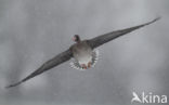 White-fronted goose (Anser albifrons)