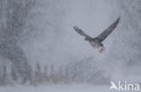 White-fronted goose (Anser albifrons)