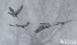White-fronted goose (Anser albifrons)
