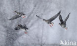 White-fronted goose (Anser albifrons)