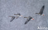 White-fronted goose (Anser albifrons)