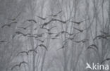 White-fronted goose (Anser albifrons)