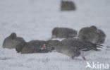 White-fronted goose (Anser albifrons)