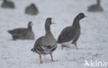 White-fronted goose (Anser albifrons)