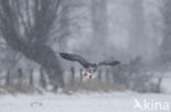 White-fronted goose (Anser albifrons)