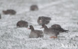White-fronted goose (Anser albifrons)