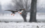 White-fronted goose (Anser albifrons)