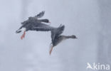 White-fronted goose (Anser albifrons)