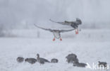 White-fronted goose (Anser albifrons)