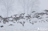 White-fronted goose (Anser albifrons)