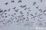 White-fronted goose (Anser albifrons)