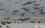White-fronted goose (Anser albifrons)
