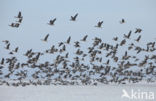 White-fronted goose (Anser albifrons)