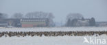 White-fronted goose (Anser albifrons)