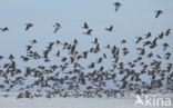 White-fronted goose (Anser albifrons)