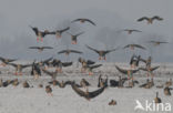 White-fronted goose (Anser albifrons)