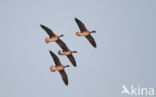 White-fronted goose (Anser albifrons)