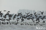 White-fronted goose (Anser albifrons)