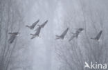 White-fronted goose (Anser albifrons)