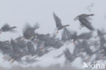 White-fronted goose (Anser albifrons)