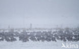 White-fronted goose (Anser albifrons)
