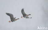 White-fronted goose (Anser albifrons)