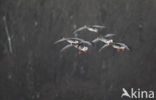 White-fronted goose (Anser albifrons)