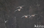 White-fronted goose (Anser albifrons)