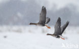 White-fronted goose (Anser albifrons)