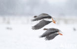 White-fronted goose (Anser albifrons)