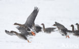 White-fronted goose (Anser albifrons)