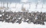 White-fronted goose (Anser albifrons)