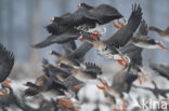 White-fronted goose (Anser albifrons)